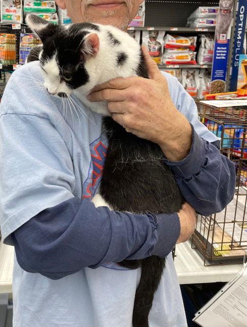 Enlarge Buttons, a Adopted Domestic Short Hair in Macedonia, OH image 2/3