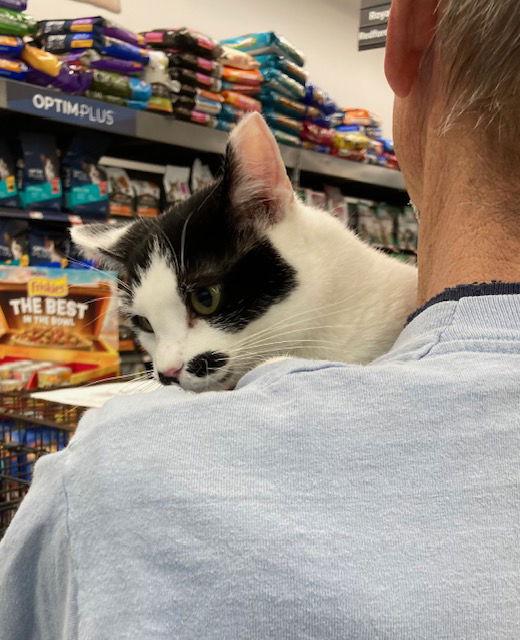 Buttons, Adopted, Young Male Domestic Short Hair.