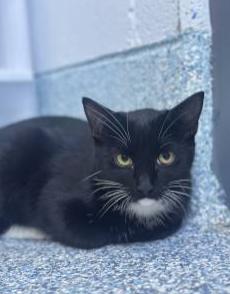 Enlarge Agent 47 **in a Foster Home**, a Adoptable Domestic Short Hair in Stafford, VA image 1/1