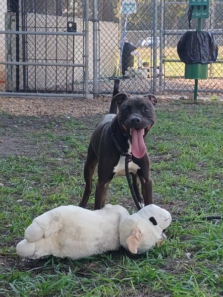Oakley, a Adoptable mixed breed in Melbourne, FL image 5/5