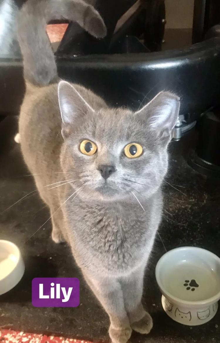 Lily, Young Female Domestic Short Hair