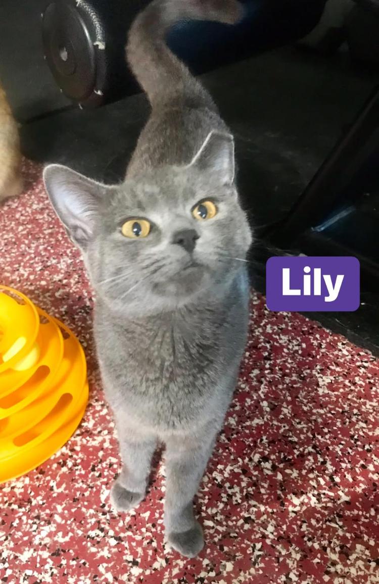 Lily, a Adoptable mixed breed in Cincinnati, OH image 2/2