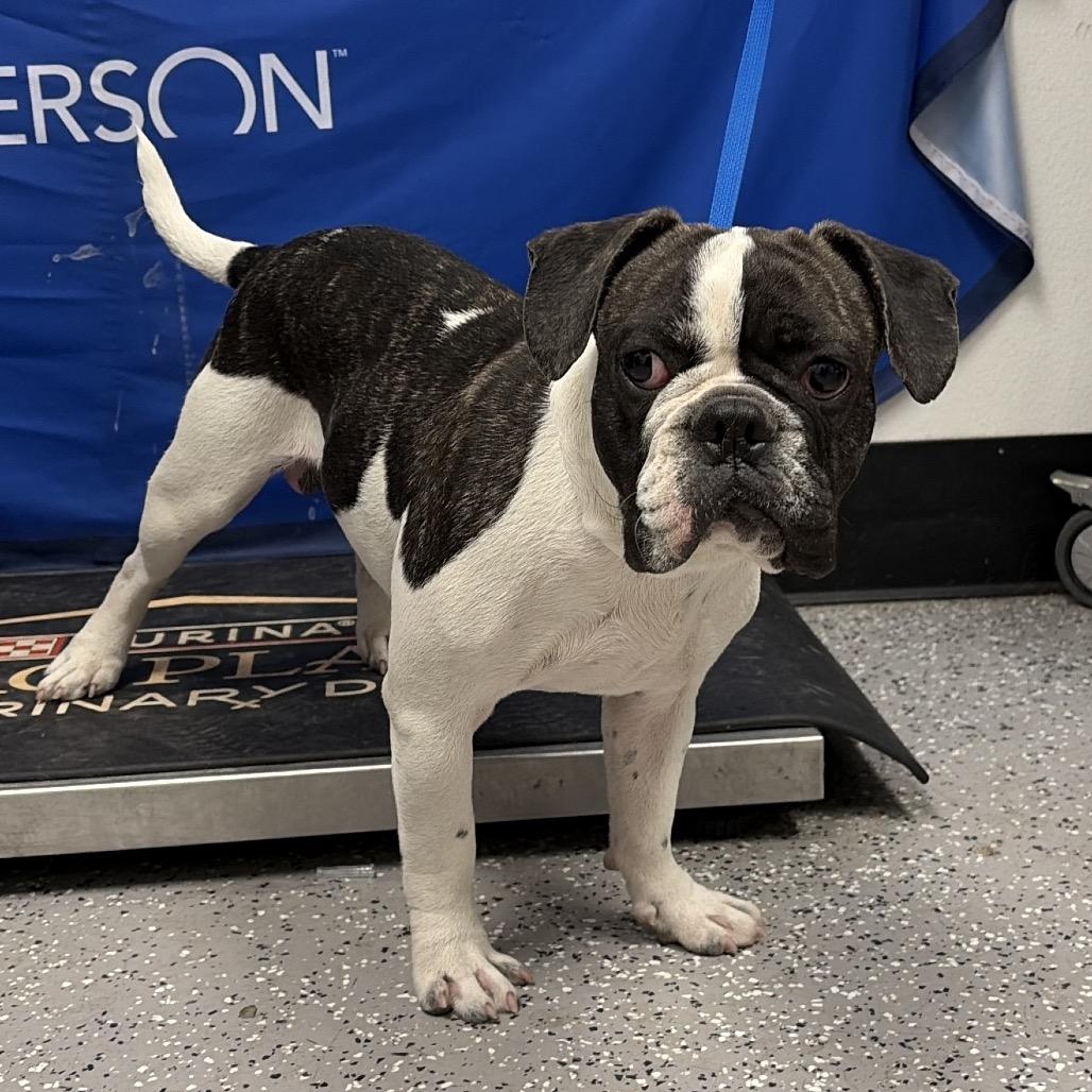 HACC-Stray-36960, Adoptable, Adult Male Boston Terrier & French Bulldog.