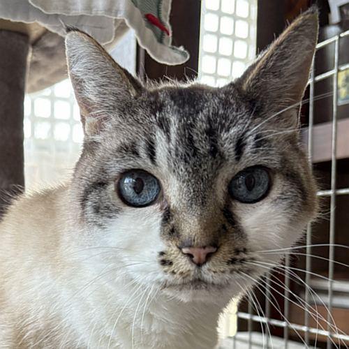 SHADOW, ADOPTABLE, Senior Female Domestic Short Hair.