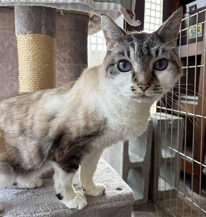 SHADOW, a ADOPTABLE Domestic Short Hair in Sequim, WA image 2/3