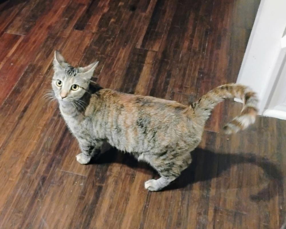 Enlarge Poppi, a Adoptable Domestic Short Hair in Ruskin, FL image 1/1