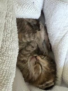 Enlarge Poppi, a Adoptable Domestic Short Hair in Ruskin, FL image 1/3