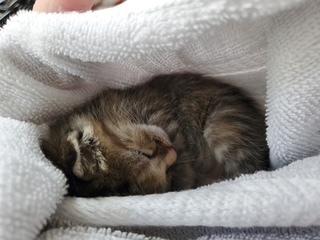 Enlarge Poppi, a Adoptable Domestic Short Hair in Ruskin, FL image 2/3