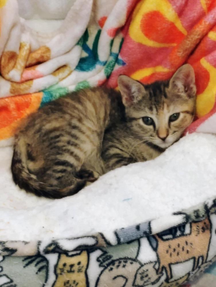 Enlarge Poppi, a Adoptable Domestic Short Hair in Ruskin, FL image 3/3