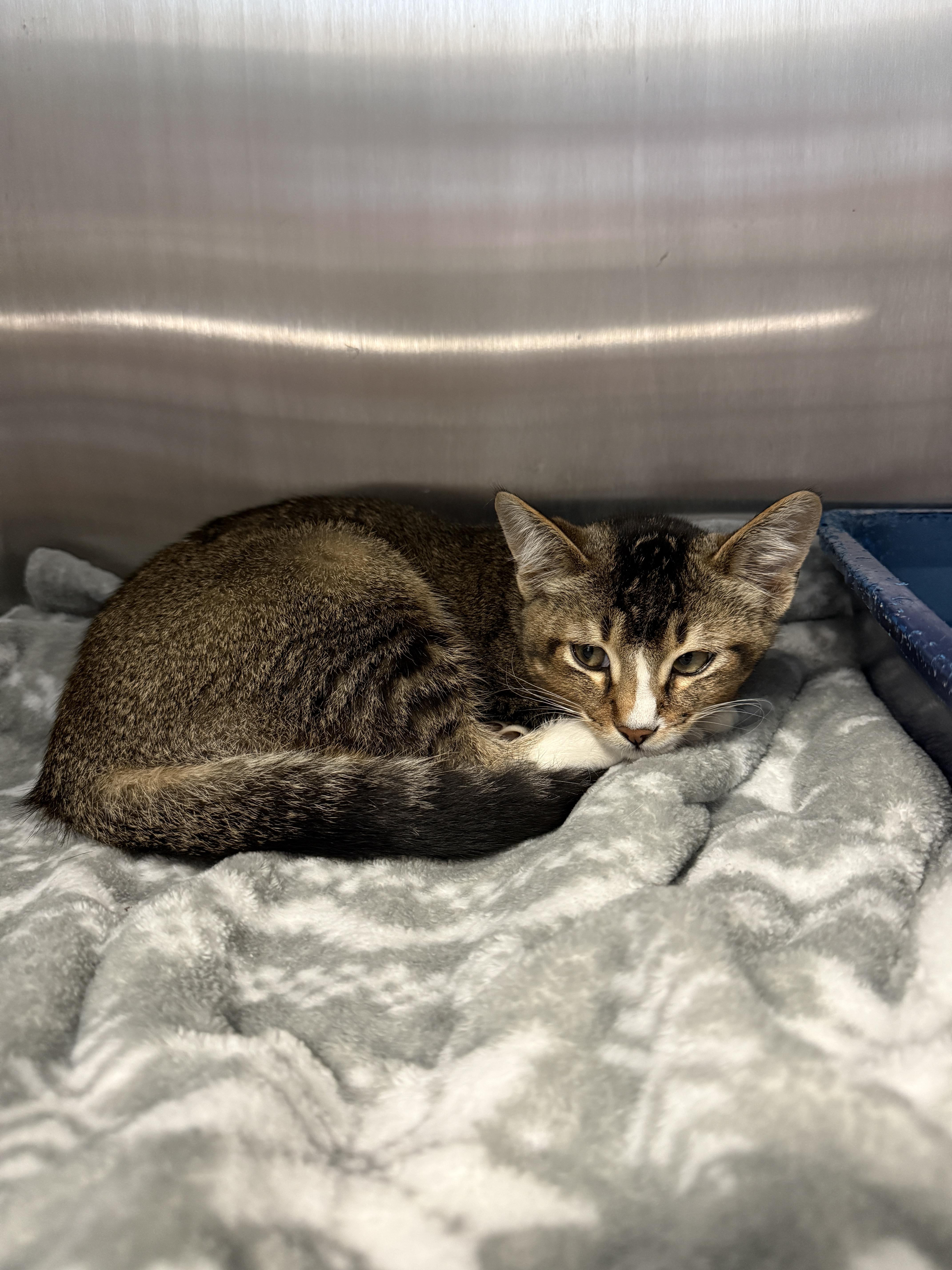 Martin, Adoptable, Kitten Male Domestic Short Hair.