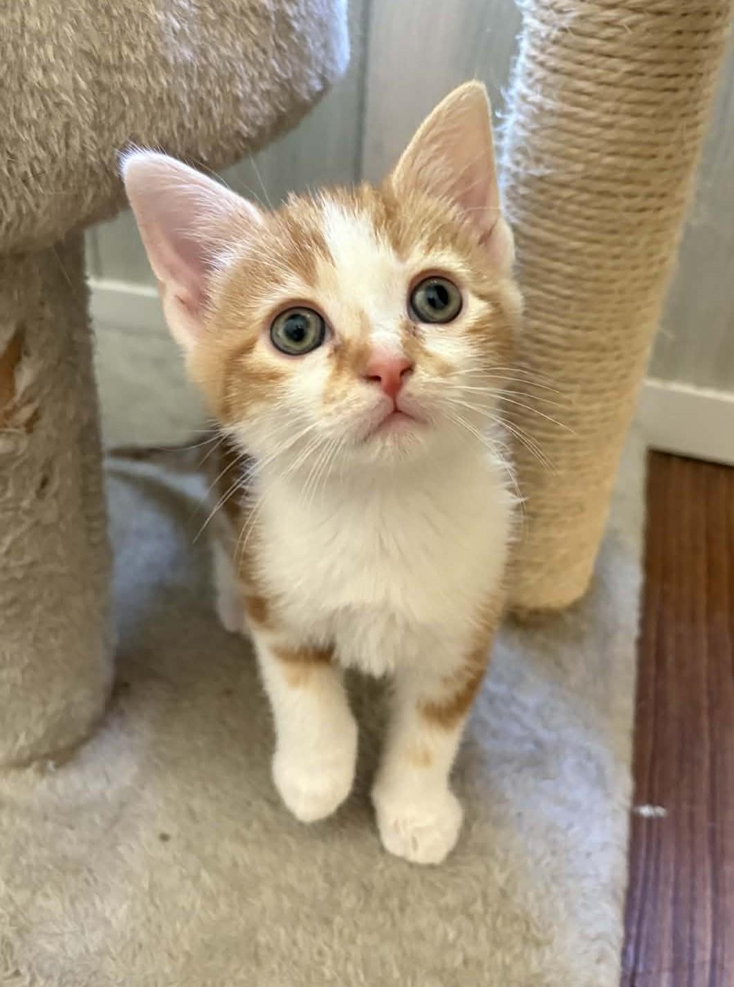 Rowan, adopted, Kitten Male Domestic Short Hair.
