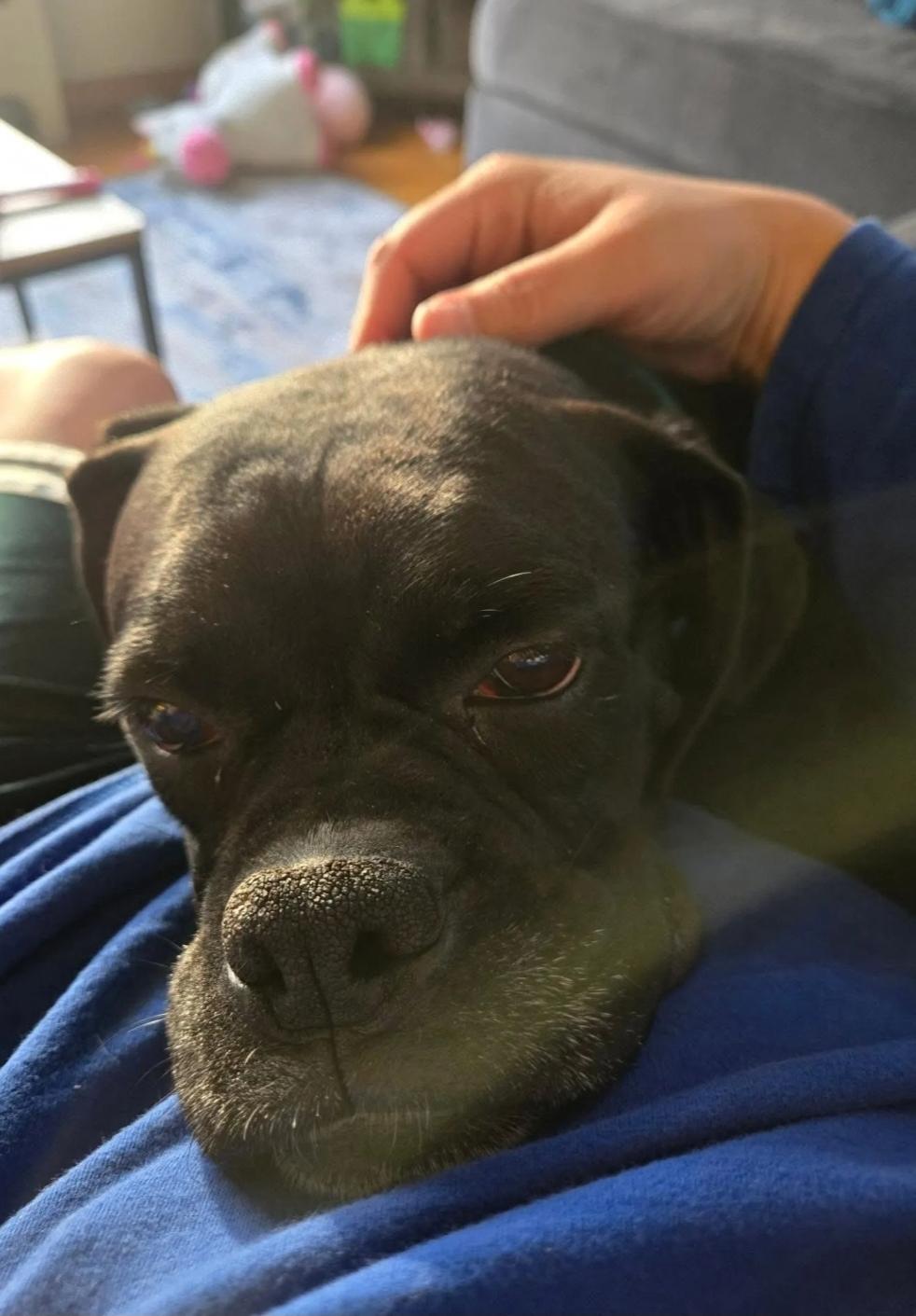 Enlarge Mildred-boxer, a ADOPTABLE Boxer in Hamburg, NY image 3/6