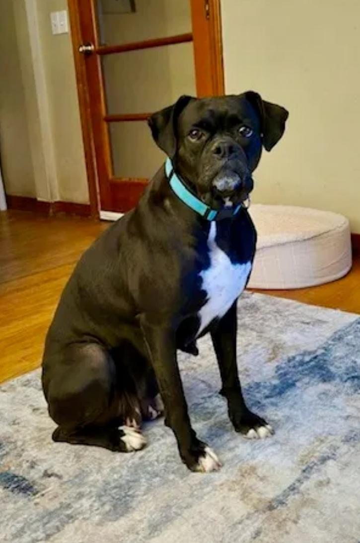 Enlarge Mildred-boxer, a ADOPTABLE Boxer in Hamburg, NY image 1/6