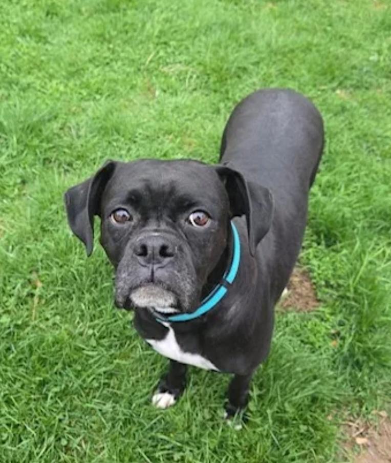 Enlarge Mildred-boxer, a ADOPTABLE Boxer in Hamburg, NY image 2/6