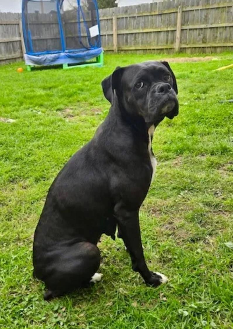 Enlarge Mildred-boxer, a ADOPTABLE Boxer in Hamburg, NY image 5/6