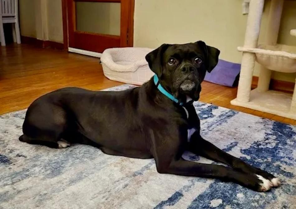 Enlarge Mildred-boxer, a ADOPTABLE Boxer in Hamburg, NY image 6/6
