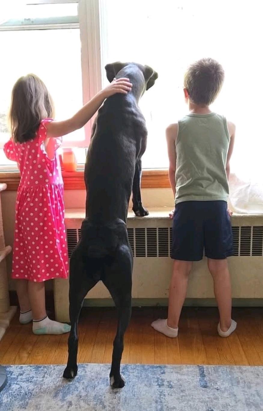 Enlarge Mildred-boxer, an adopted Boxer in Hamburg, NY image 6/6