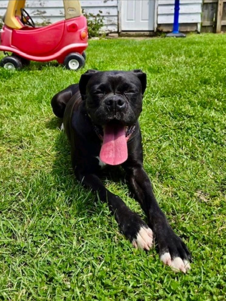 Enlarge Mildred-boxer, an adopted Boxer in Hamburg, NY image 1/6