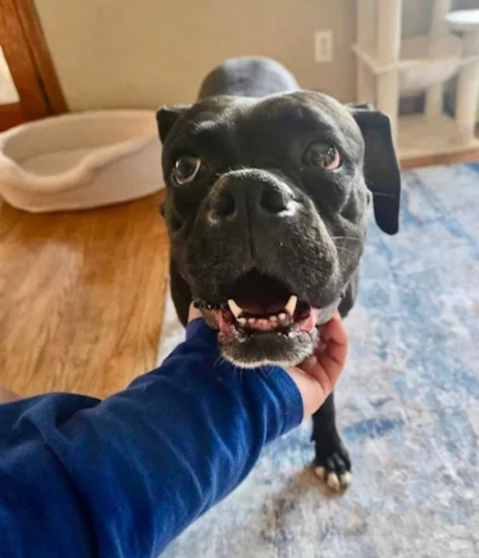 Enlarge Mildred-boxer, a ADOPTABLE Boxer in Hamburg, NY image 4/6