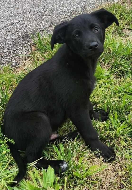 Coal, Adoptable, Puppy Male German Shepherd Dog & Golden Retriever.