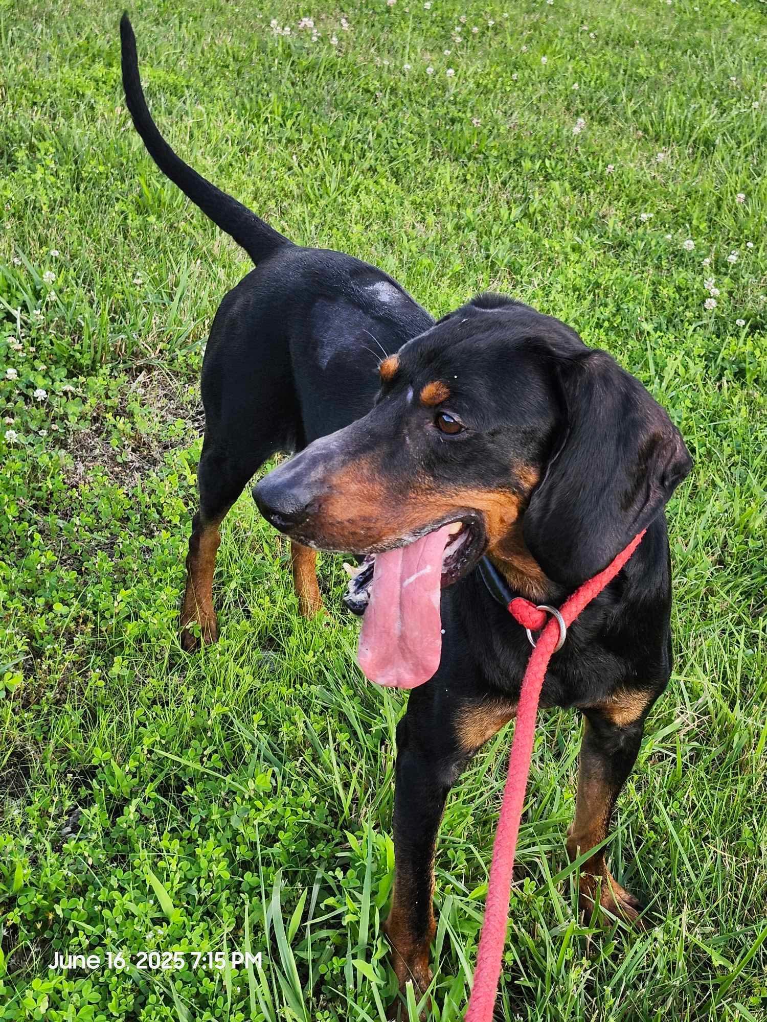 Boone - foster me puhleeeze!, an adoptable Black and Tan Coonhound in North Bay, ON, P1B 8G2 | Photo Image 1