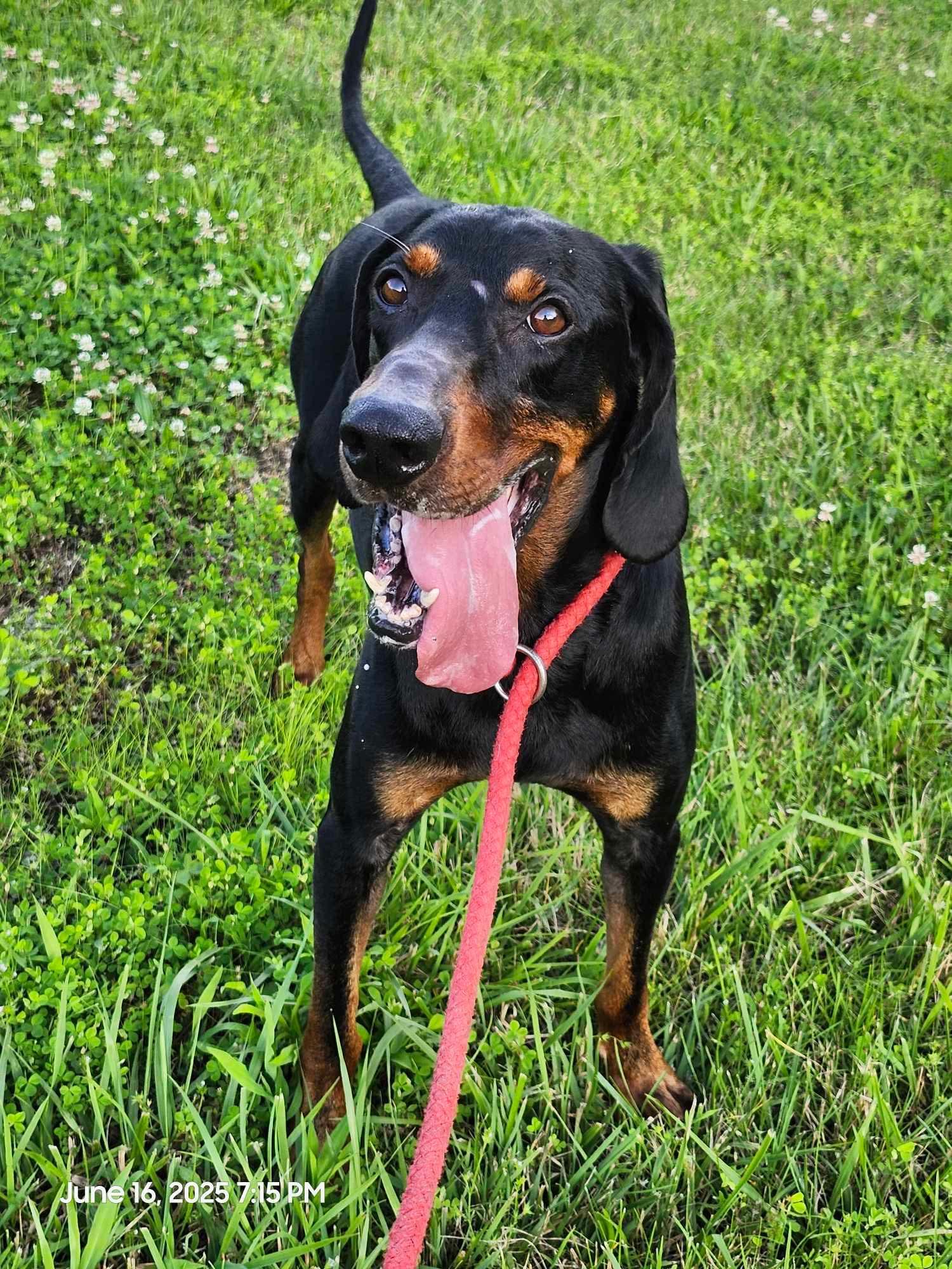 Enlarge Boone - foster me puhleeeze!, a Adopted Black and Tan Coonhound in North Bay, ON image 2/6