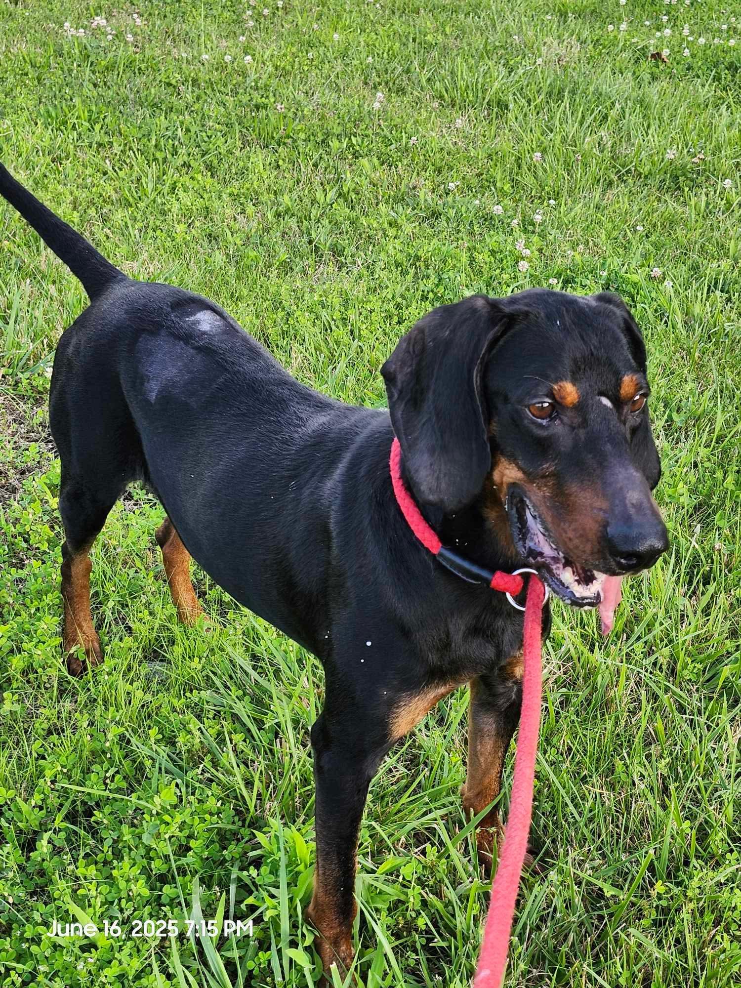 Boone - foster me puhleeeze!, an adoptable Black and Tan Coonhound in North Bay, ON, P1B 8G2 | Photo Image 4