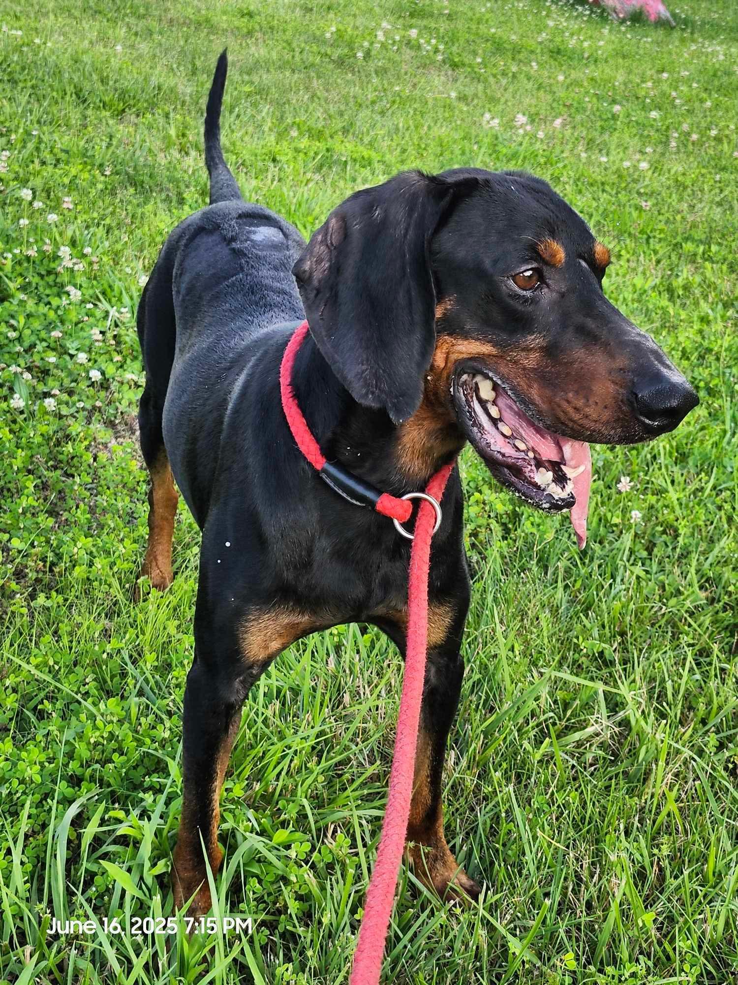 Enlarge Boone - foster me puhleeeze!, a Adopted Black and Tan Coonhound in North Bay, ON image 5/6