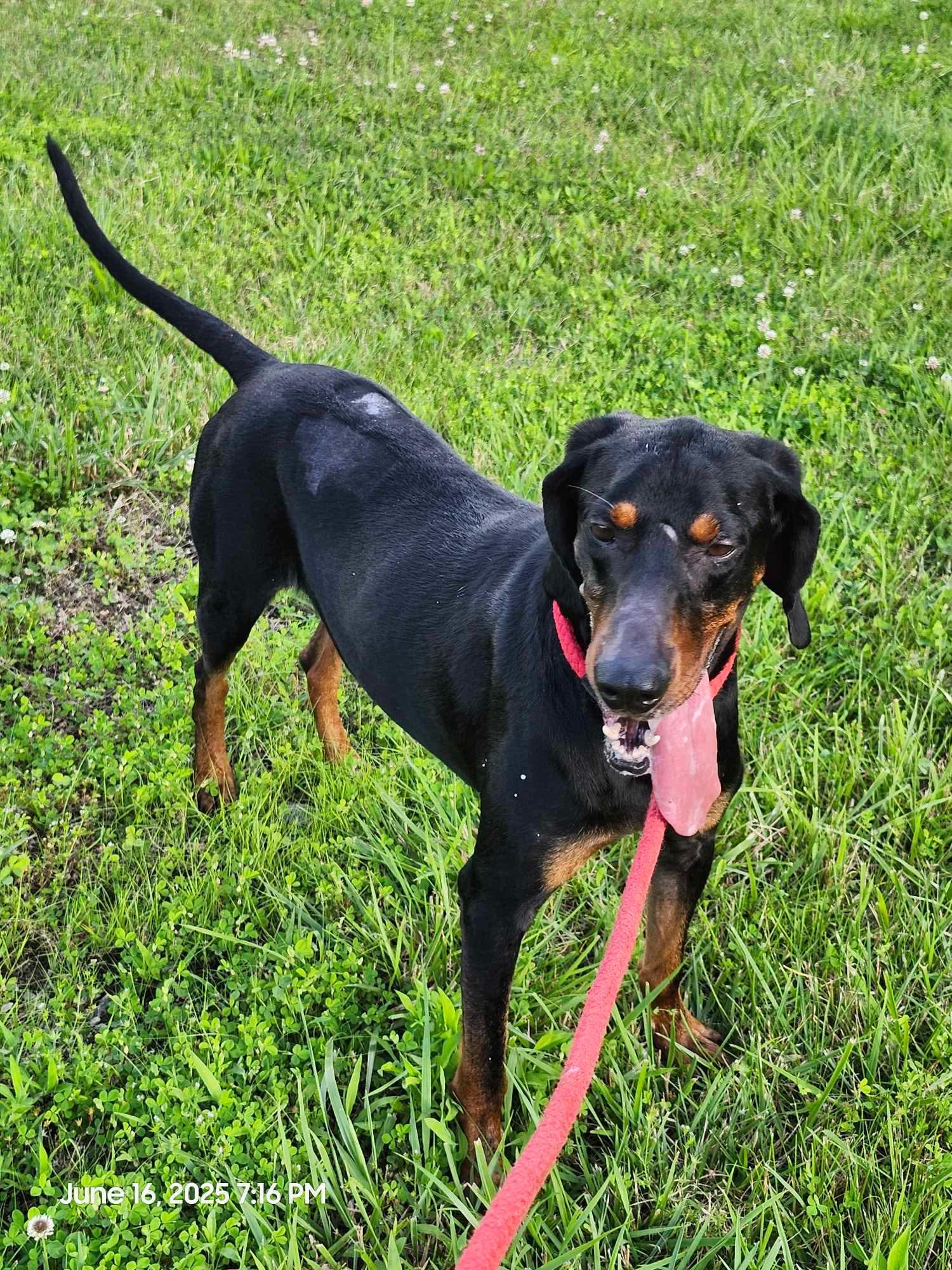 Boone - foster me puhleeeze!, an adoptable Black and Tan Coonhound in North Bay, ON, P1B 8G2 | Photo Image 6