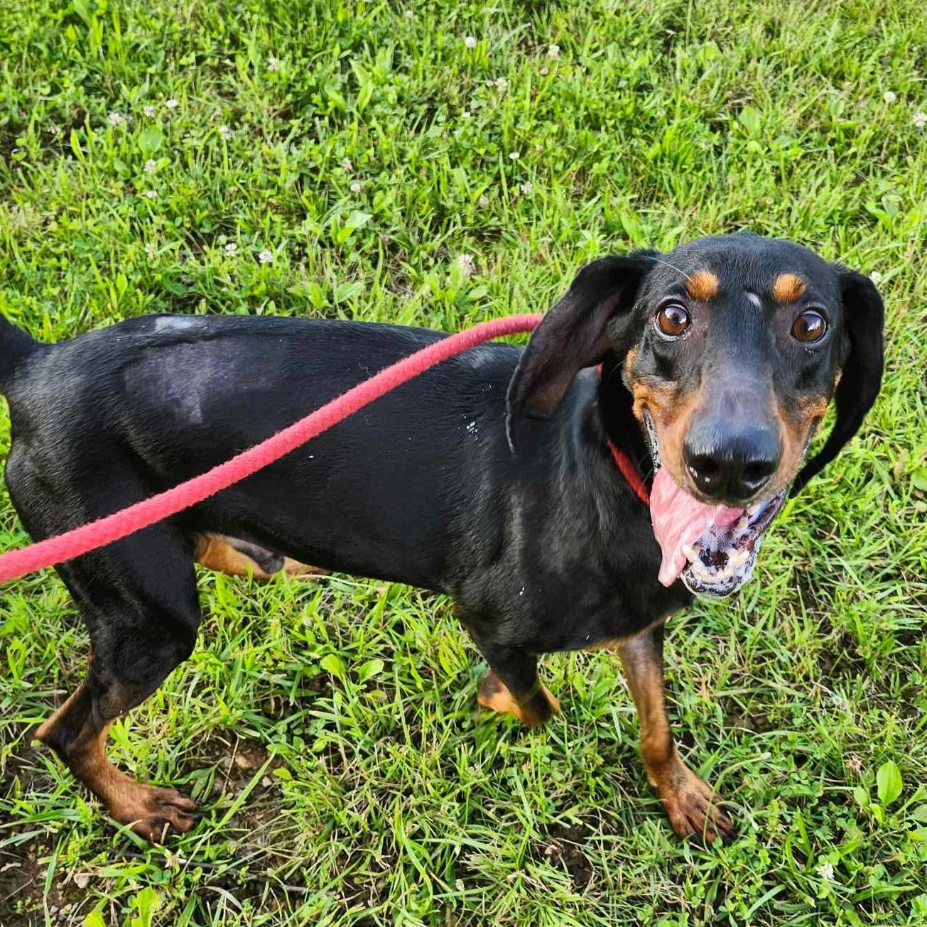 Enlarge Boone - foster me puhleeeze!, a Adopted Black and Tan Coonhound in North Bay, ON image 3/6