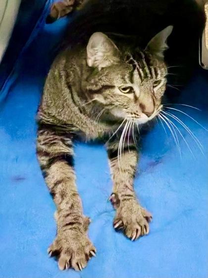 Siff, a Adoptable mixed breed in Fort Worth, TX image 2/3