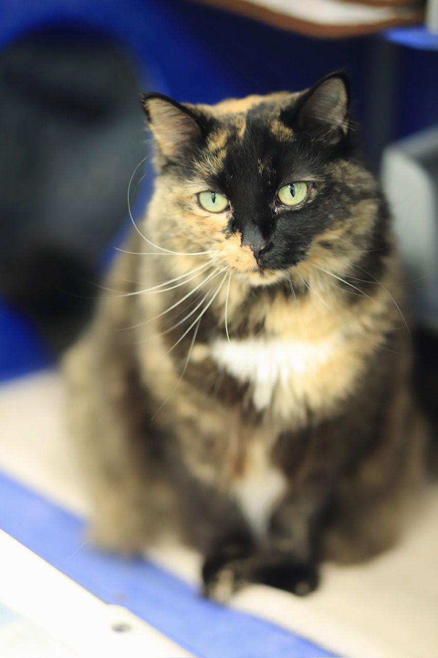 Bonita, Adoptable, Adult Female Domestic Medium Hair.