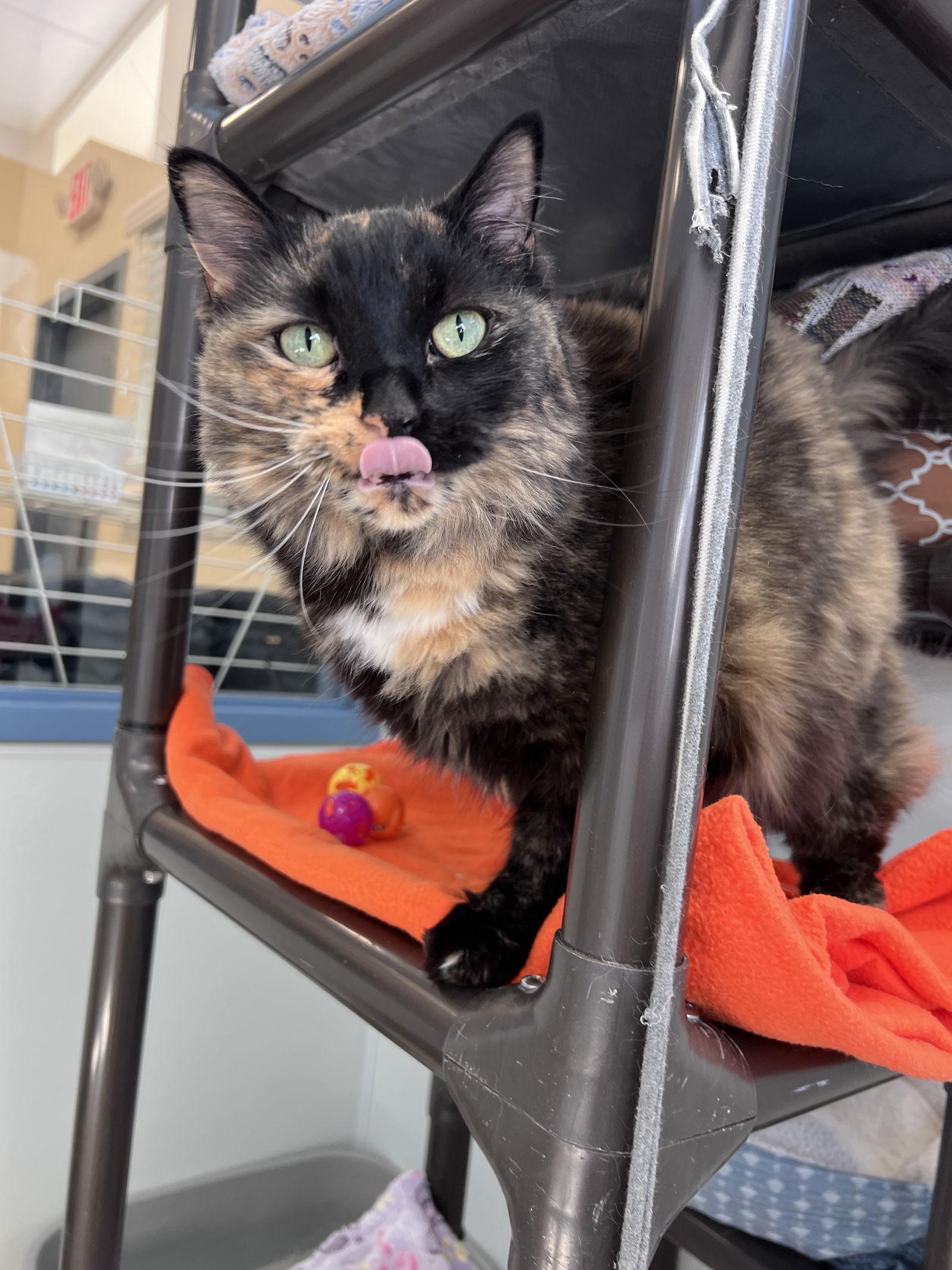 Enlarge Bonita, a Adoptable Domestic Medium Hair in Webster, WI image 2/3