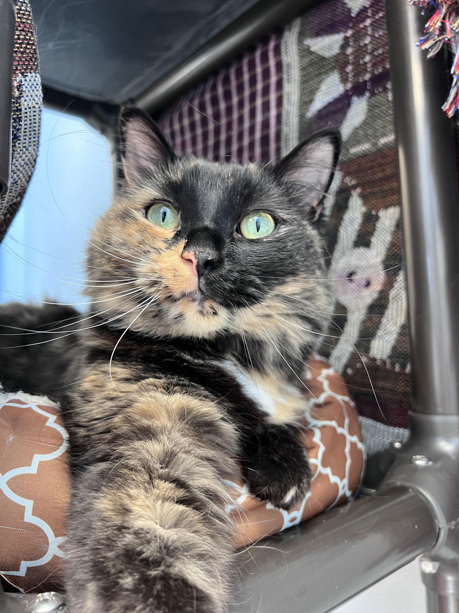 Enlarge Bonita, a Adoptable Domestic Medium Hair in Webster, WI image 3/3