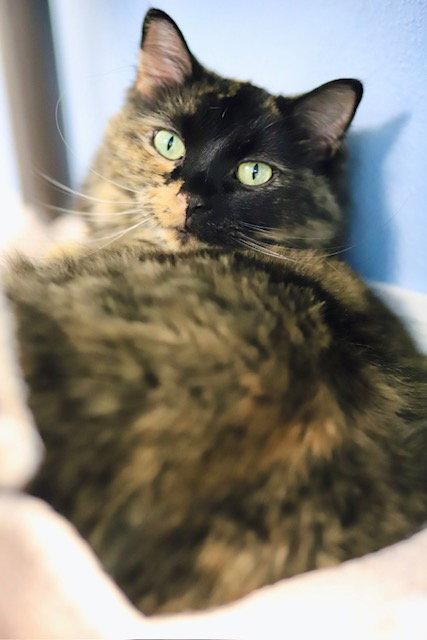 Enlarge Bonita, a Adoptable Domestic Medium Hair in Webster, WI image 3/3