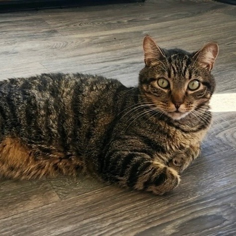 Ollie, a Adoptable Domestic Short Hair in Colonia, NJ image 1/3