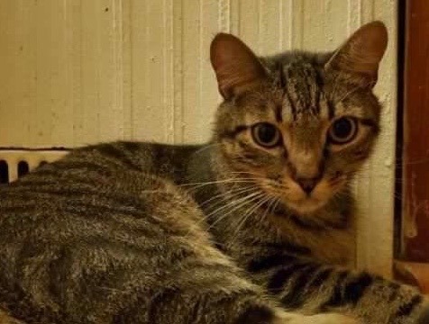 Ollie, a Adoptable Domestic Short Hair in Colonia, NJ image 2/3