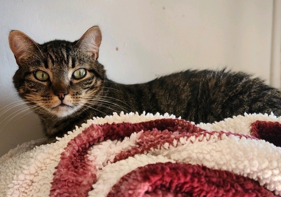 Ollie, a Adoptable Domestic Short Hair in Colonia, NJ image 3/3