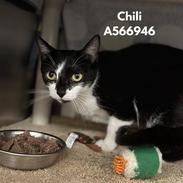 CHILI, Adoptable, Young Female Domestic Short Hair.