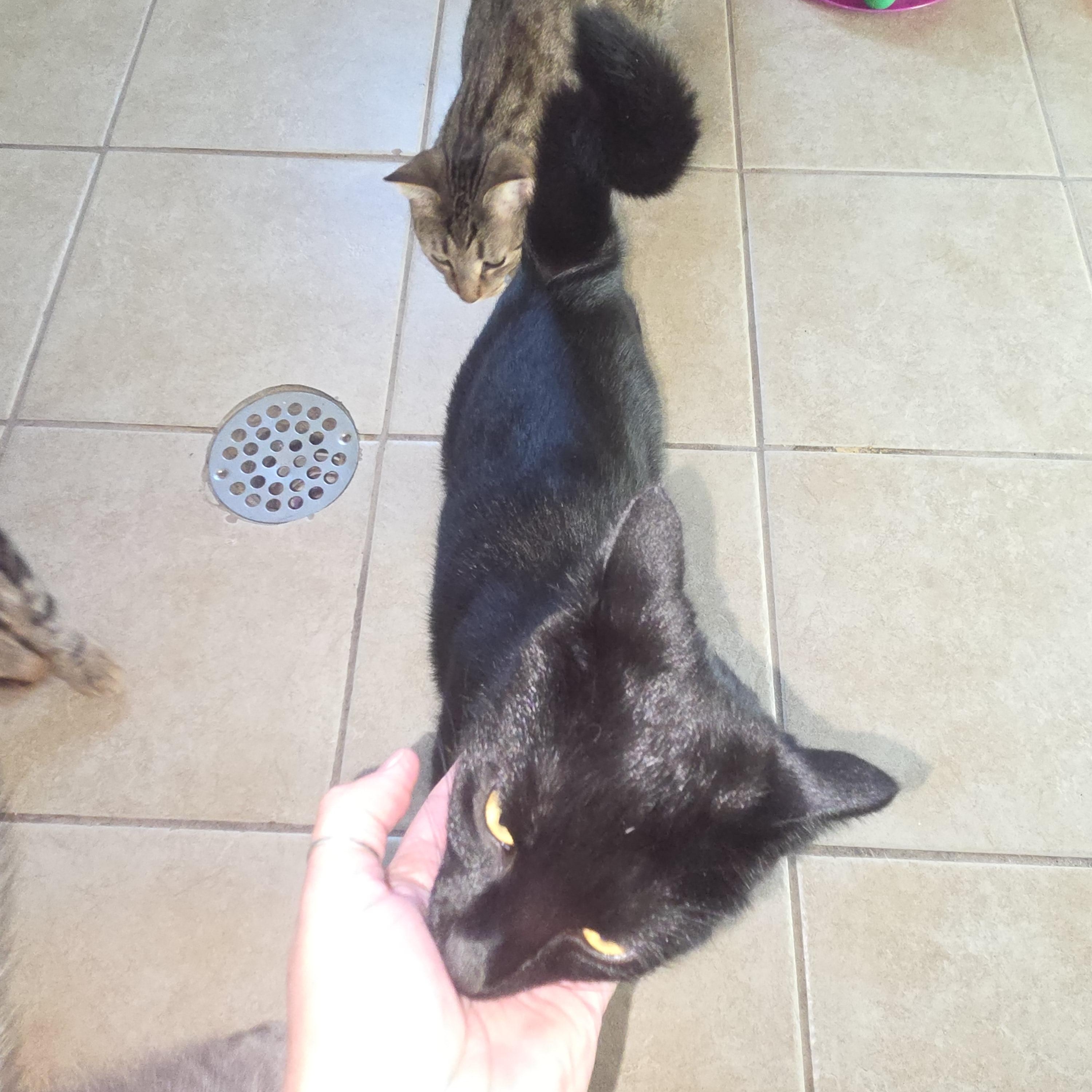 Enlarge Nash, a Adoptable Domestic Short Hair in West Branch, MI image 1/1