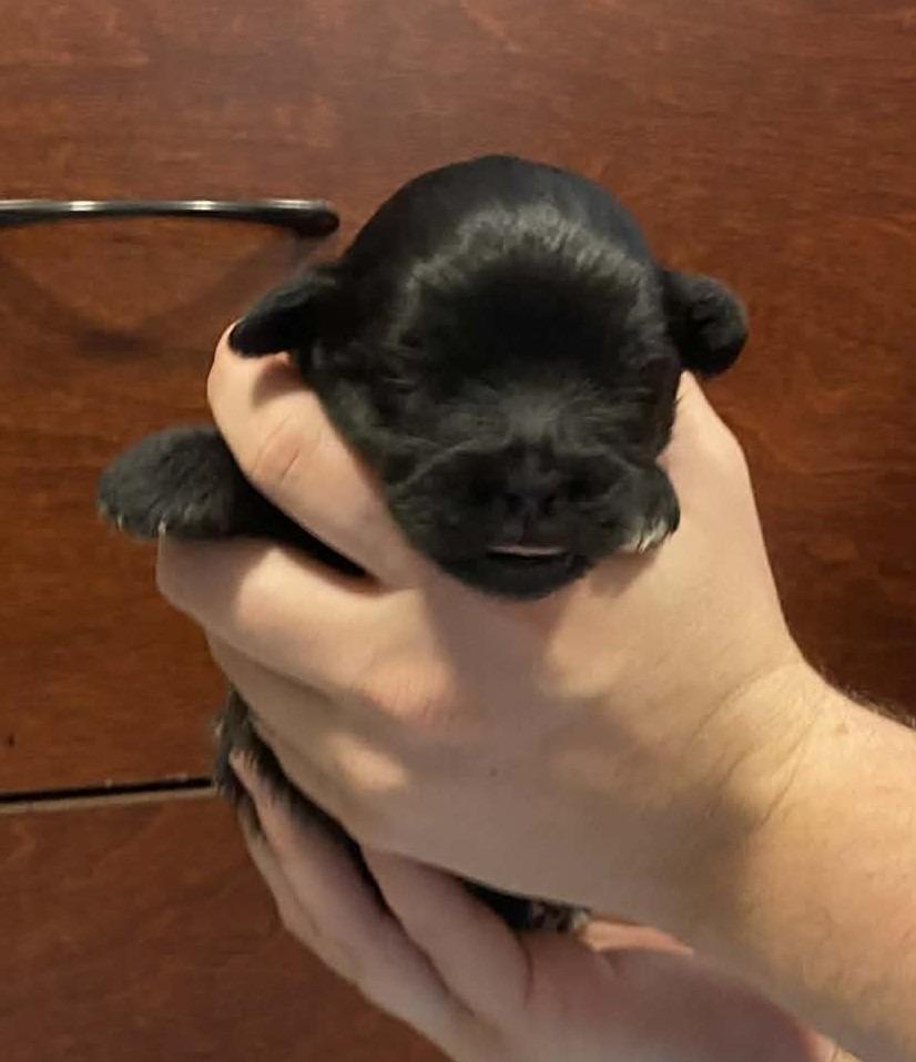 Darth Vader, Adopted, Puppy Male Shih Tzu & Mixed Breed.