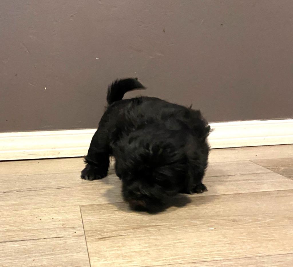 Enlarge Darth Vader, a Adopted mixed breed in Chino Valley, AZ image 2/5