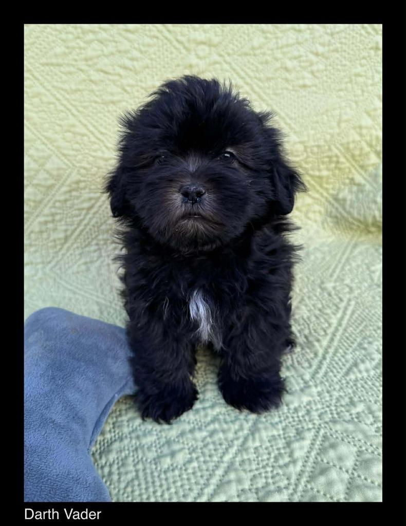 Enlarge Darth Vader, a Adopted mixed breed in Chino Valley, AZ image 4/5