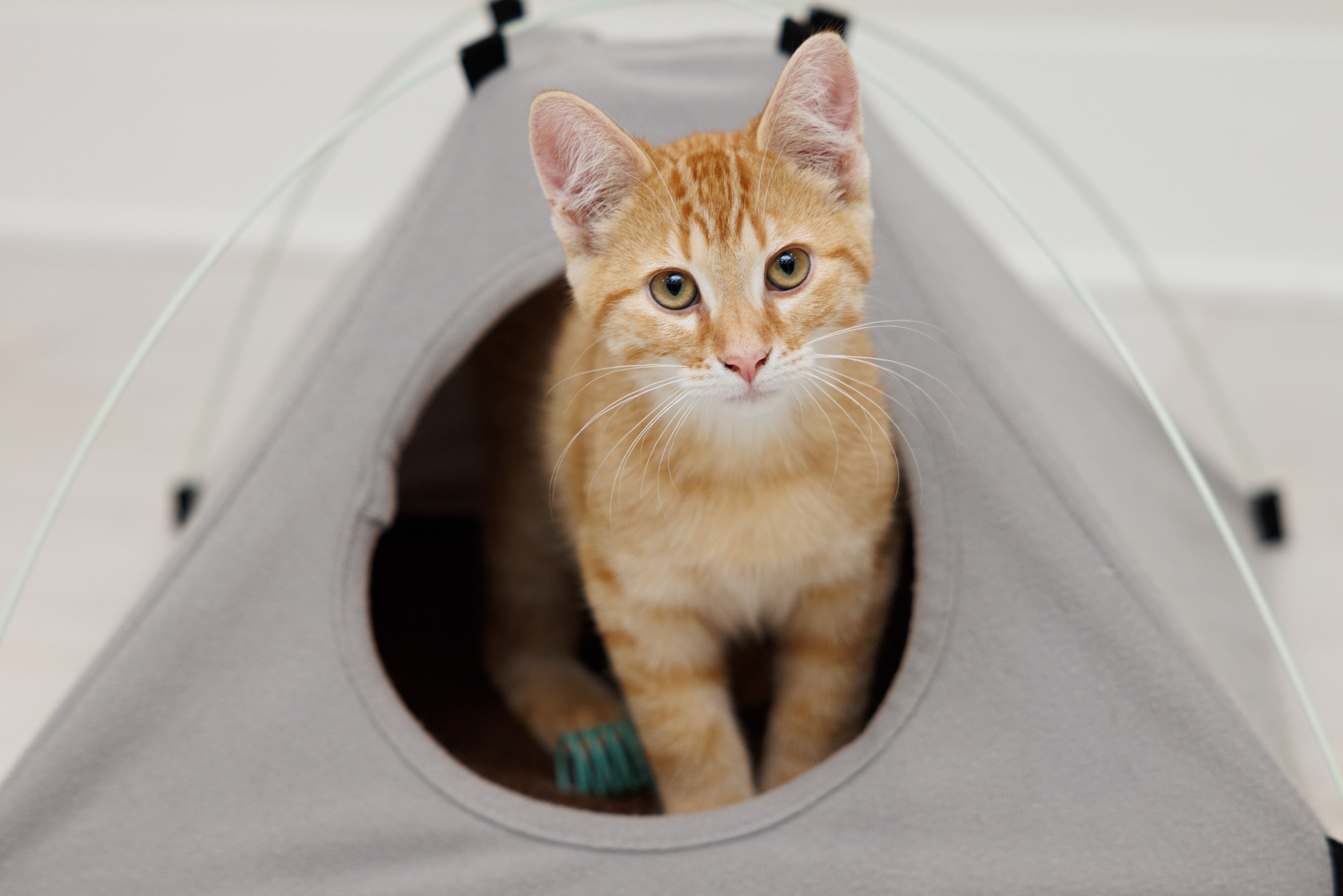 Charlie, Adopted, Young Male Domestic Short Hair.