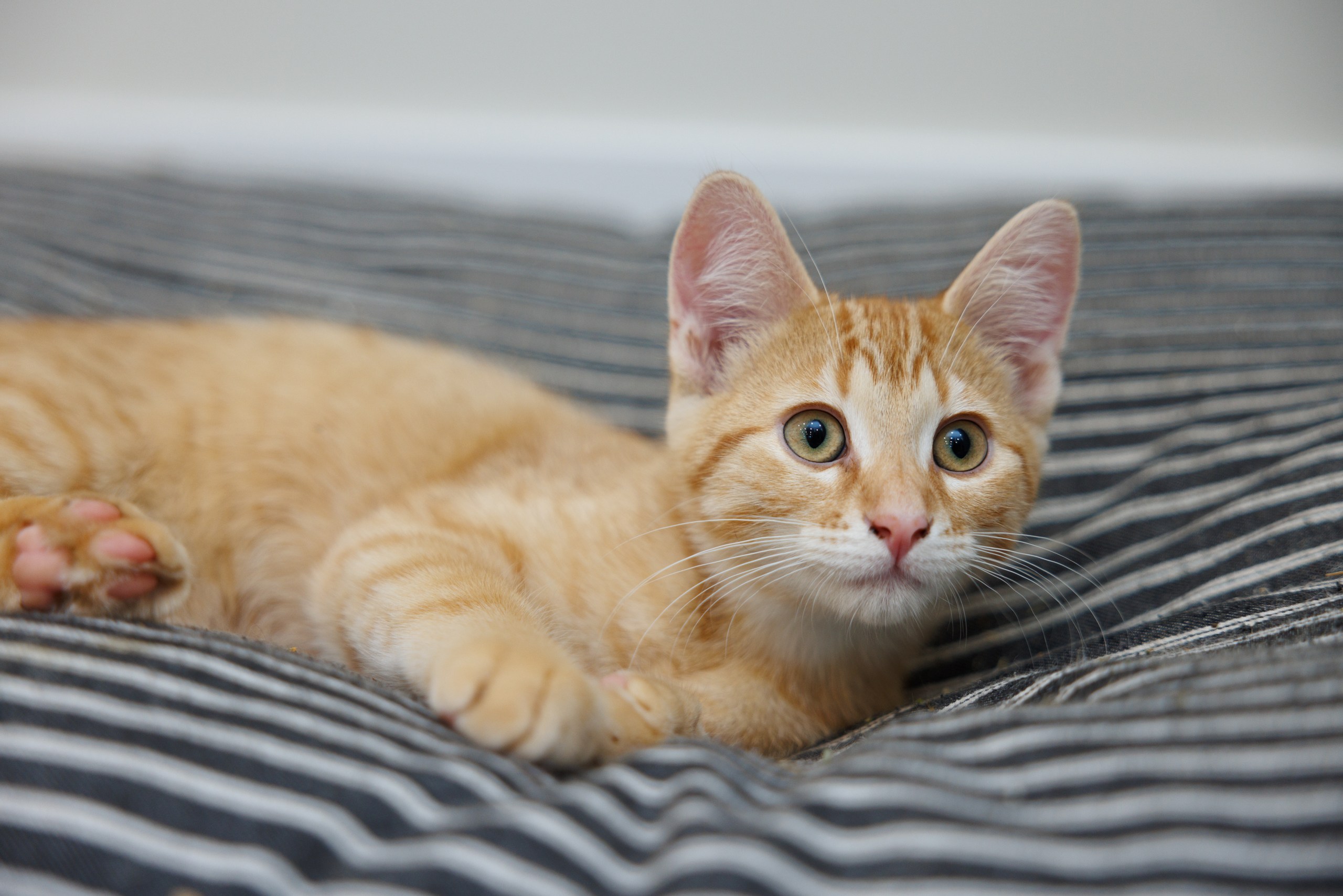 Enlarge Charlie, a Adopted Domestic Short Hair in Montreal, QC image 2/4