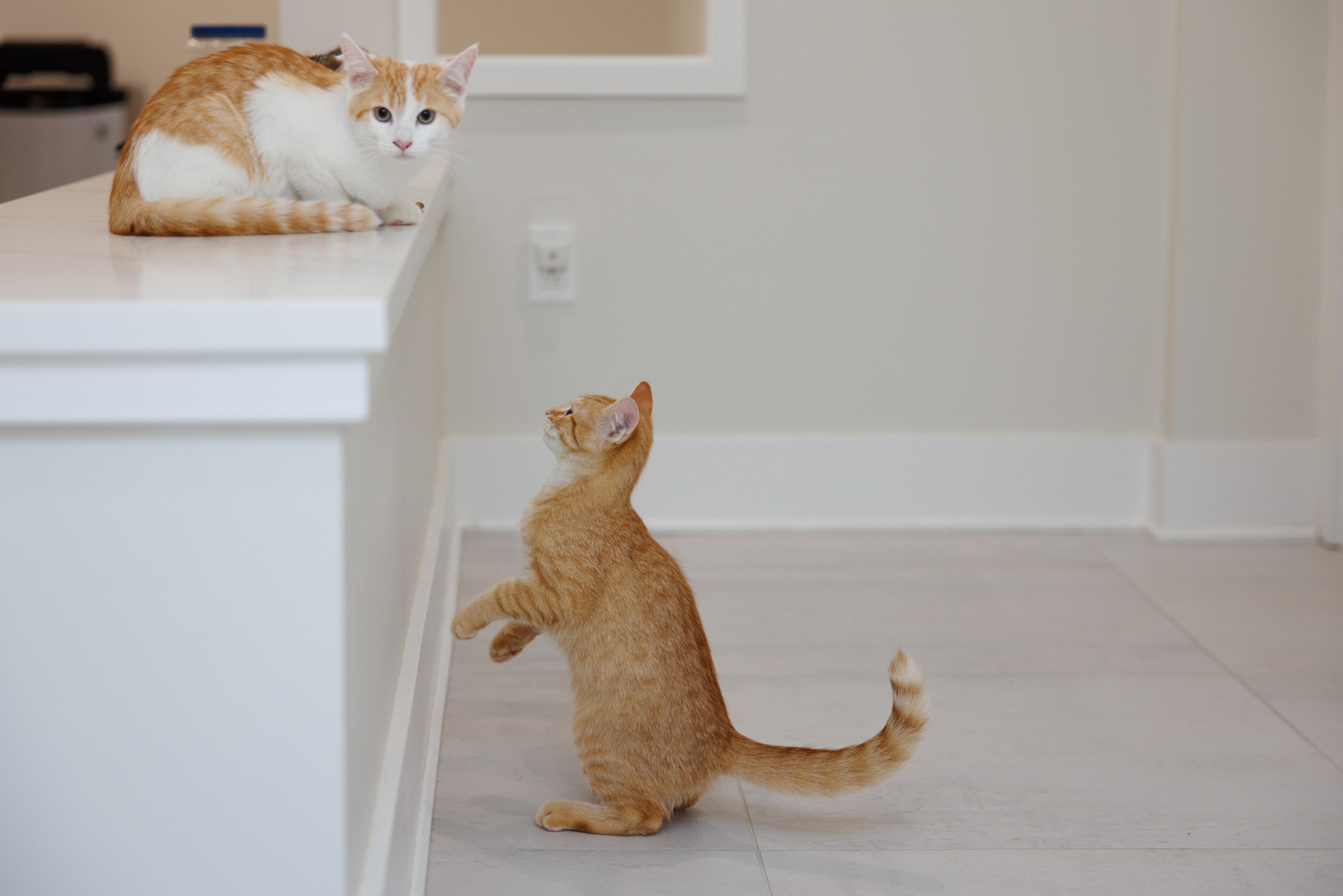 Enlarge Charlie, a Adopted Domestic Short Hair in Montreal, QC image 3/4