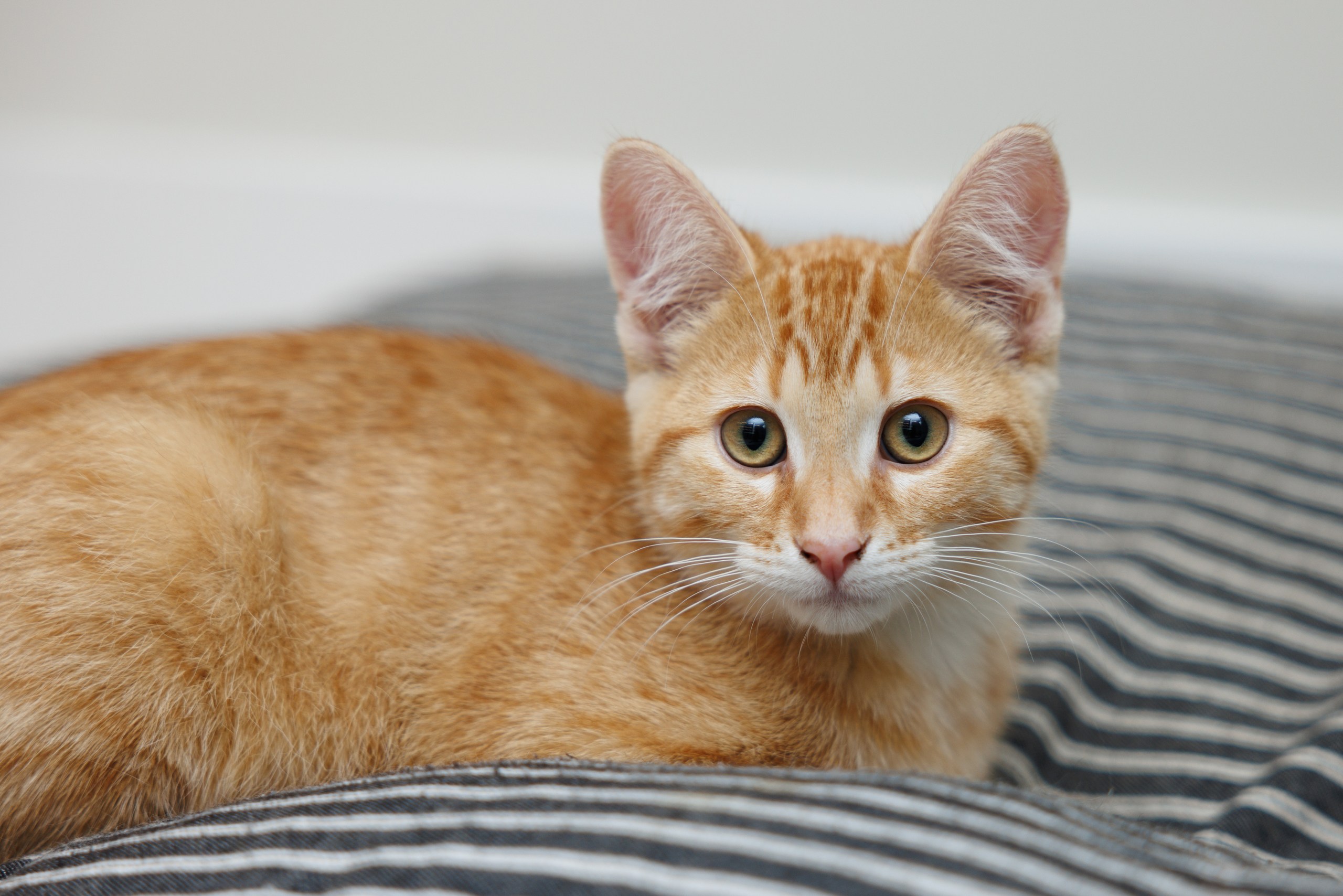 Enlarge Charlie, a Adopted Domestic Short Hair in Montreal, QC image 4/4