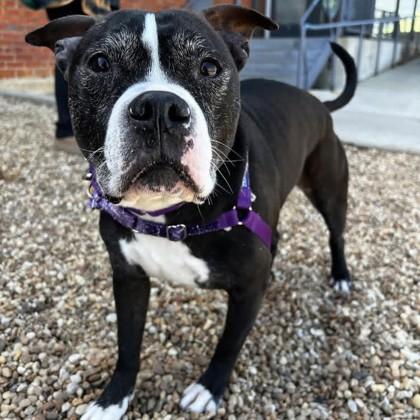 Lulu, Adoptable, Senior Female Pit Bull Terrier & Mixed Breed.