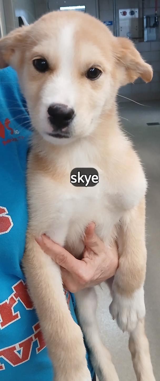 Skye #2936, ADOPTABLE, Puppy Female Siberian Husky.