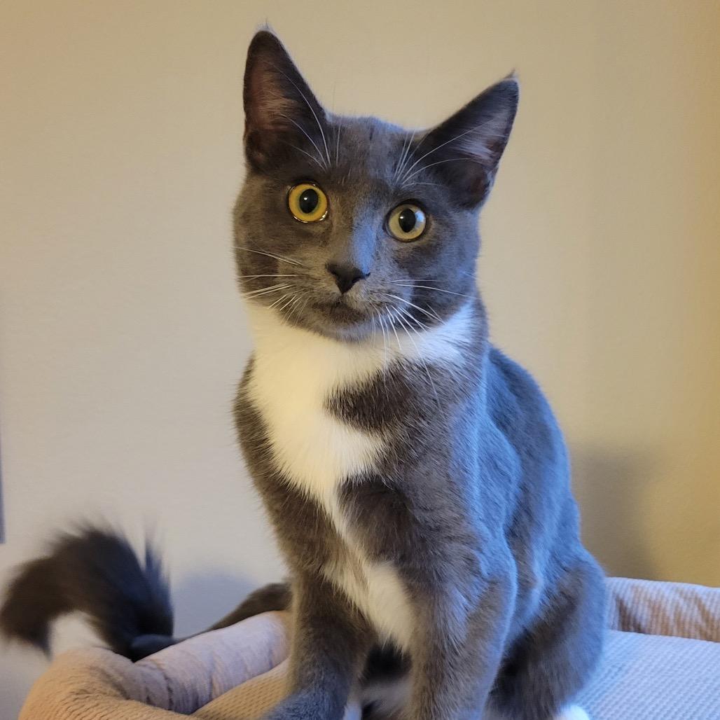 Enlarge Oliver, a Adoptable Domestic Short Hair in Washougal, WA image 1/2